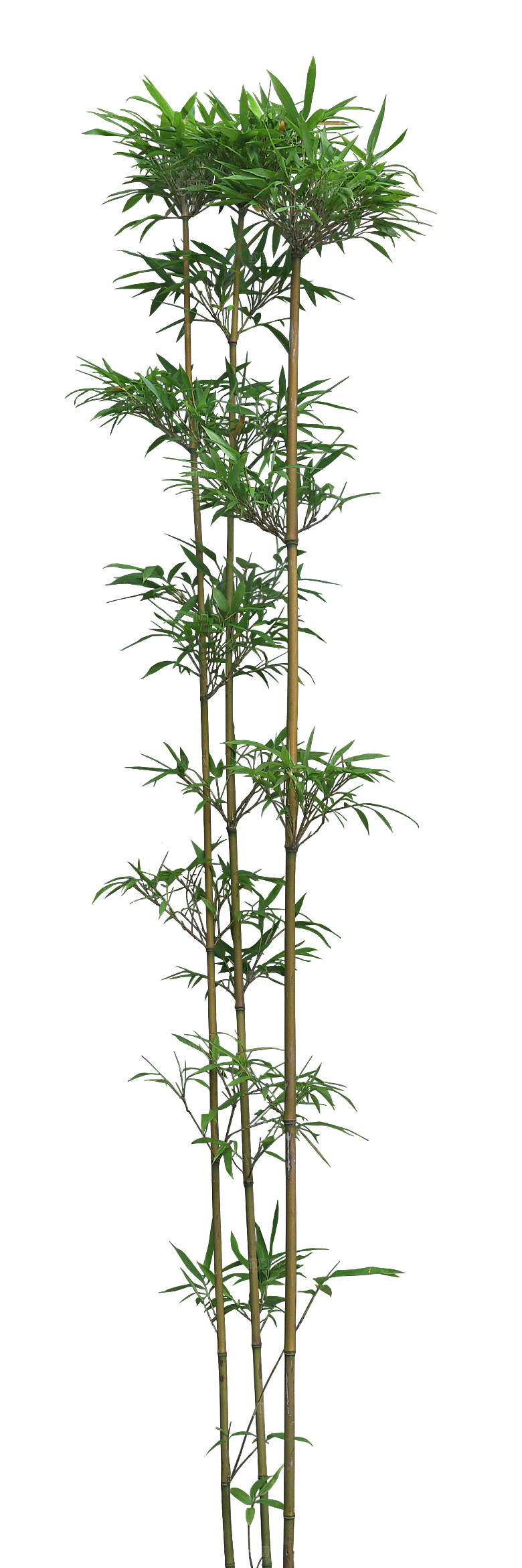 唐竹植物png素材