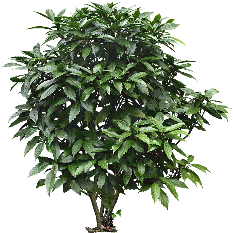 绿色植物桃叶珊瑚png