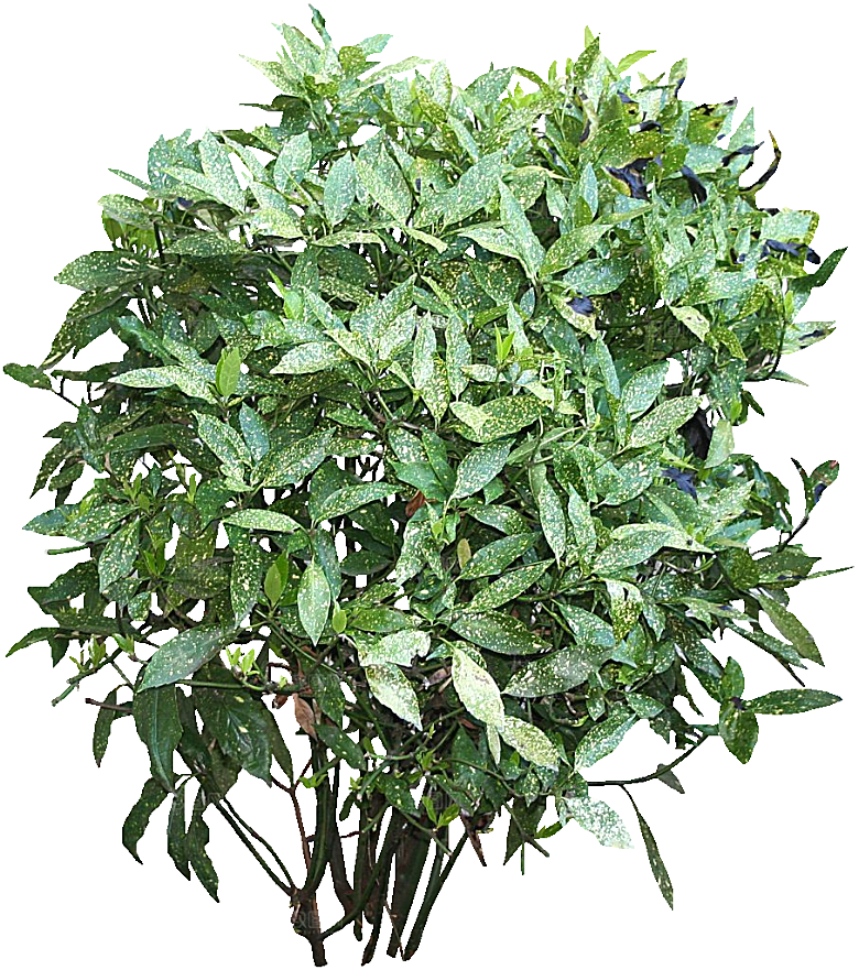 绿色植物桃叶珊瑚png