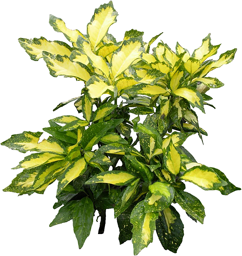 绿色植物桃叶珊瑚png