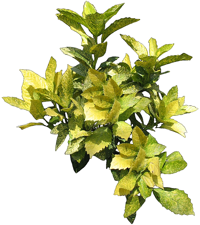 绿色植物桃叶珊瑚png