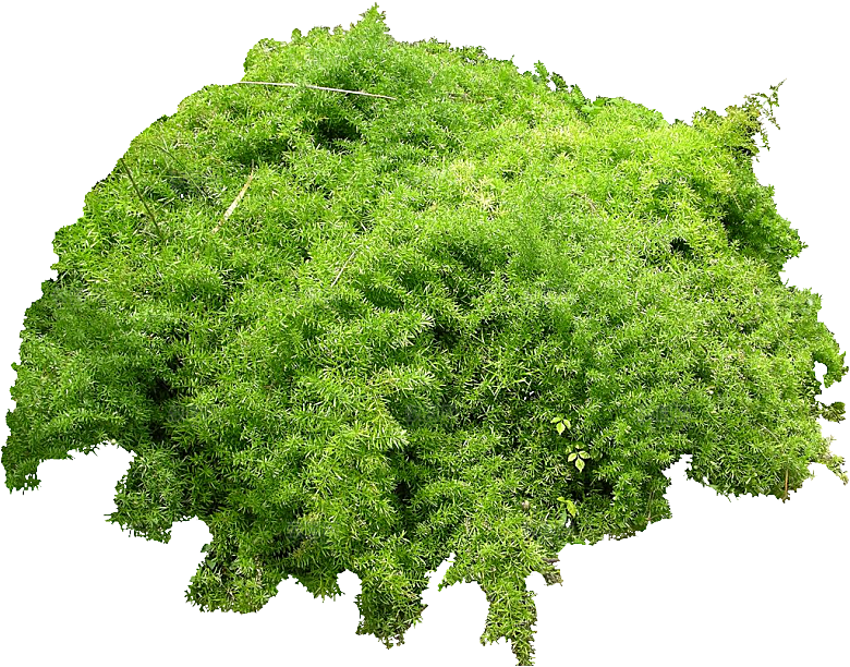 绿色植物天门冬png