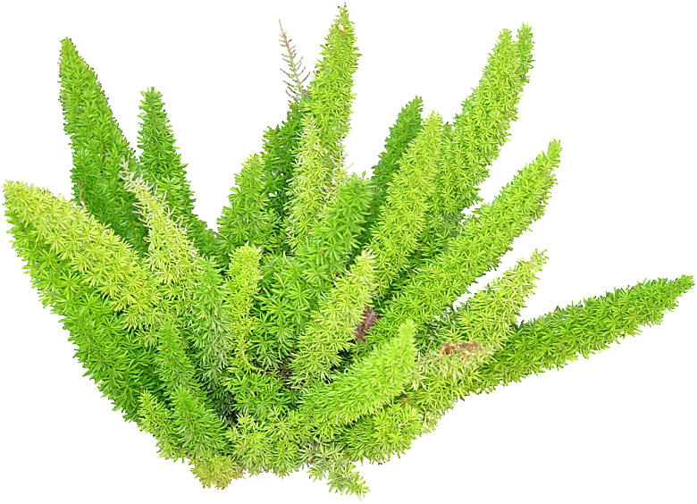 绿色植物天门冬png