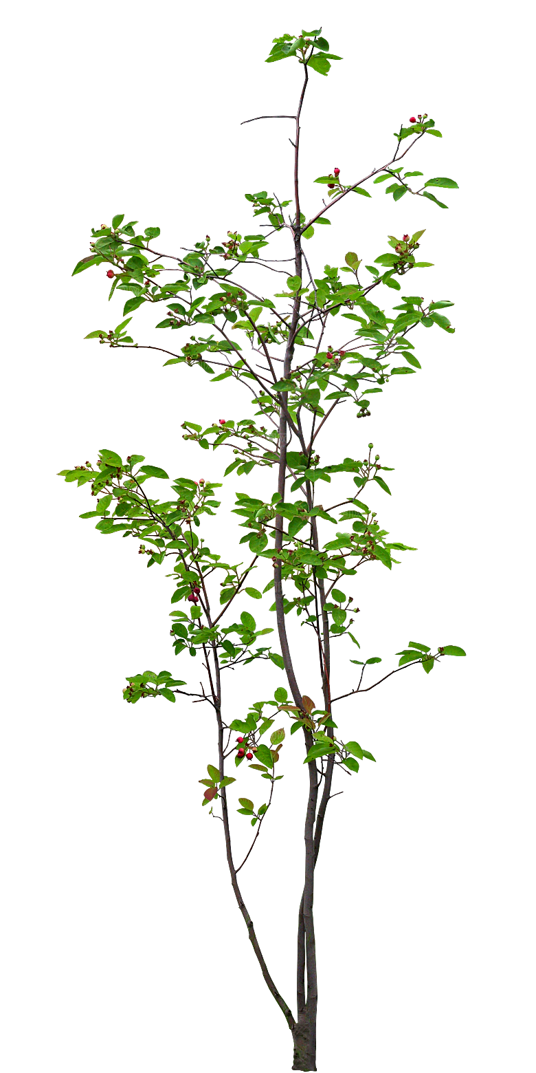 天仙果png植物素材