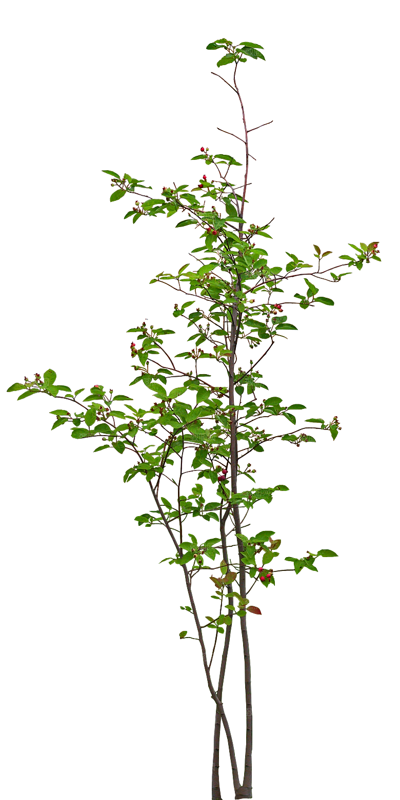 天仙果png植物素材