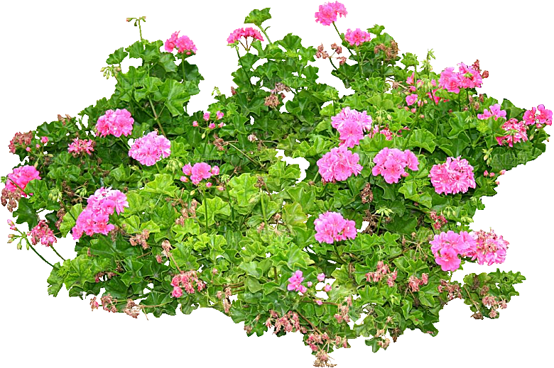 红色香叶天竺葵png素材