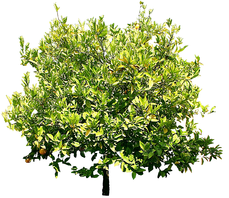 绿色植物甜橙png素材