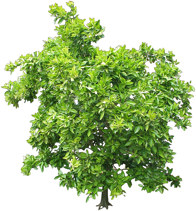 绿色植物甜橙png素材