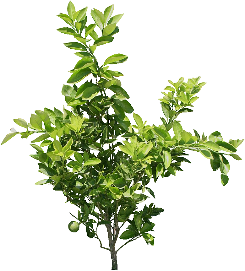 绿色植物甜橙png素材