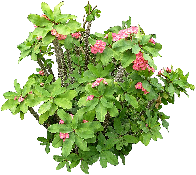 红色铁海棠鲜花png素材