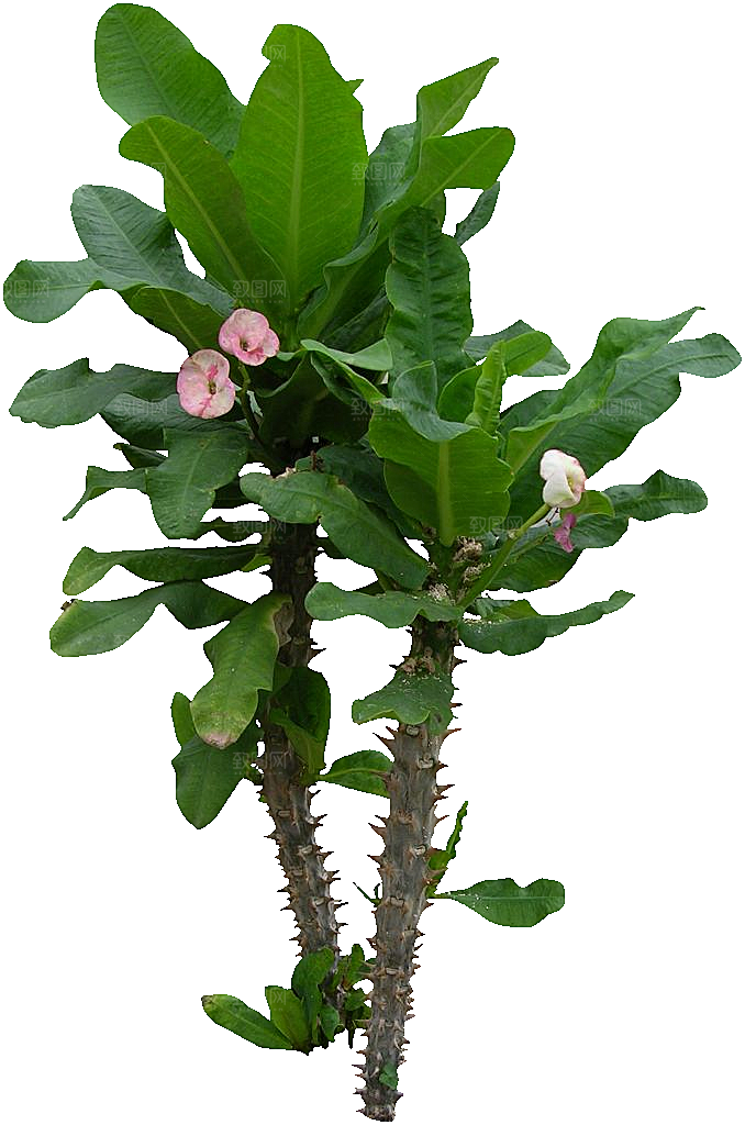 红色铁海棠鲜花png素材