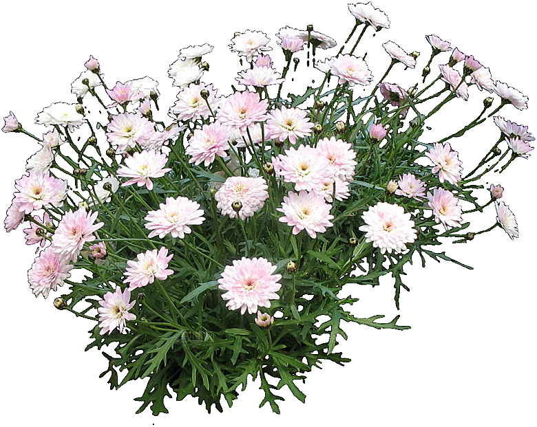 茼蒿菊鲜花png素材