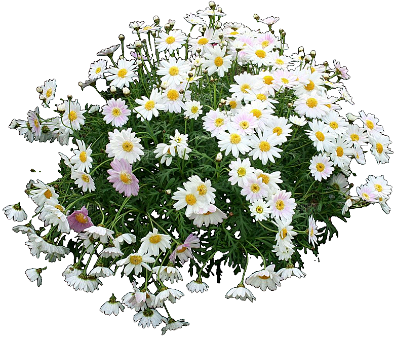 茼蒿菊鲜花png素材