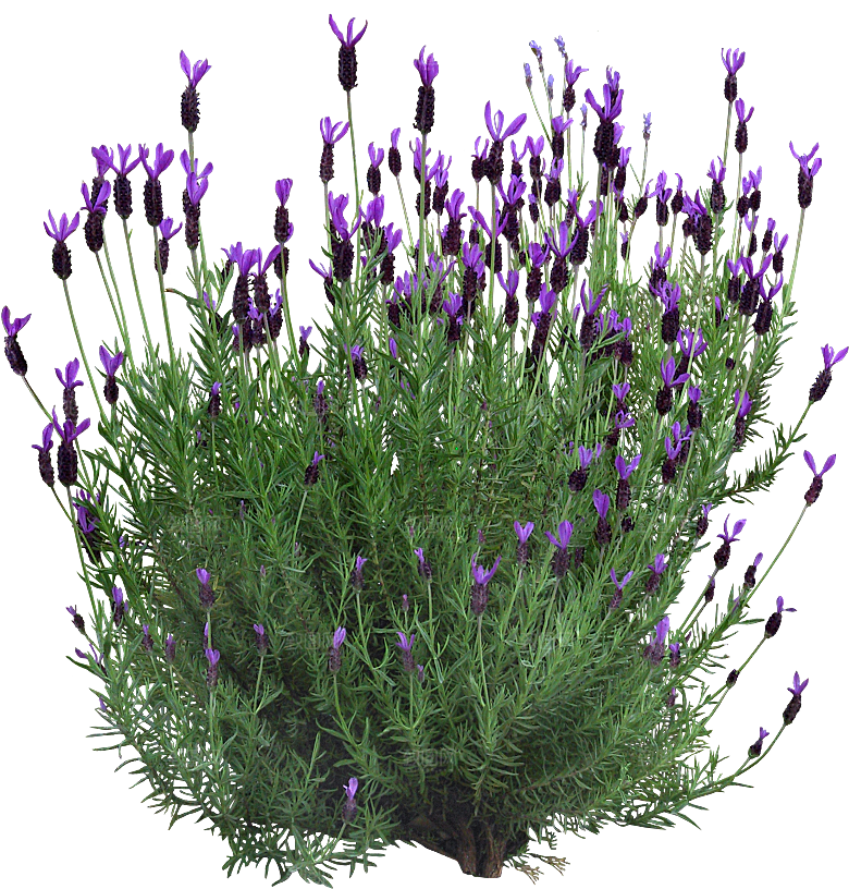 紫色头状薰衣草png