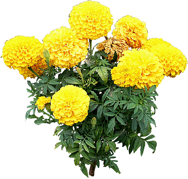 万寿菊鲜花png
