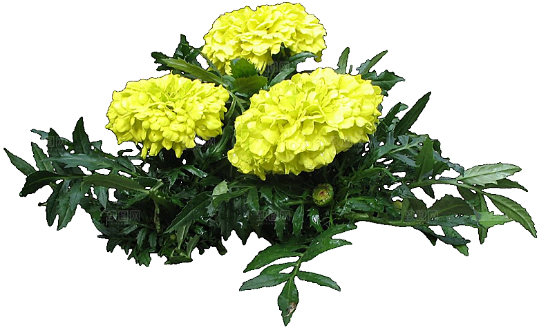 万寿菊鲜花png
