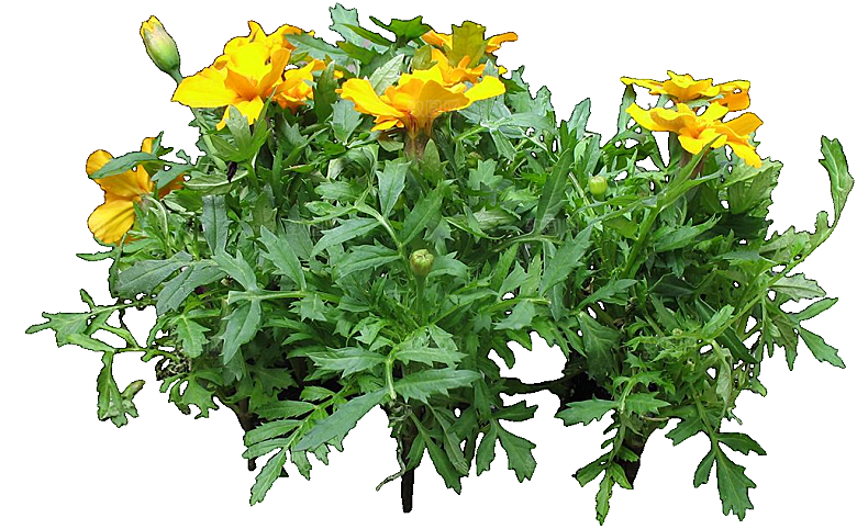 万寿菊鲜花png