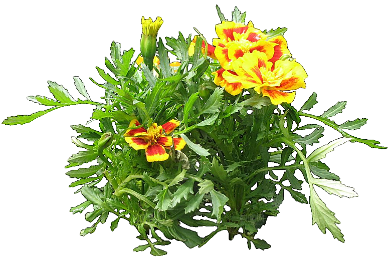 万寿菊鲜花png