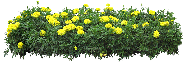 万寿菊鲜花png
