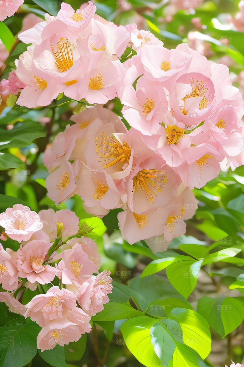花园之美绚丽花朵与和谐自然