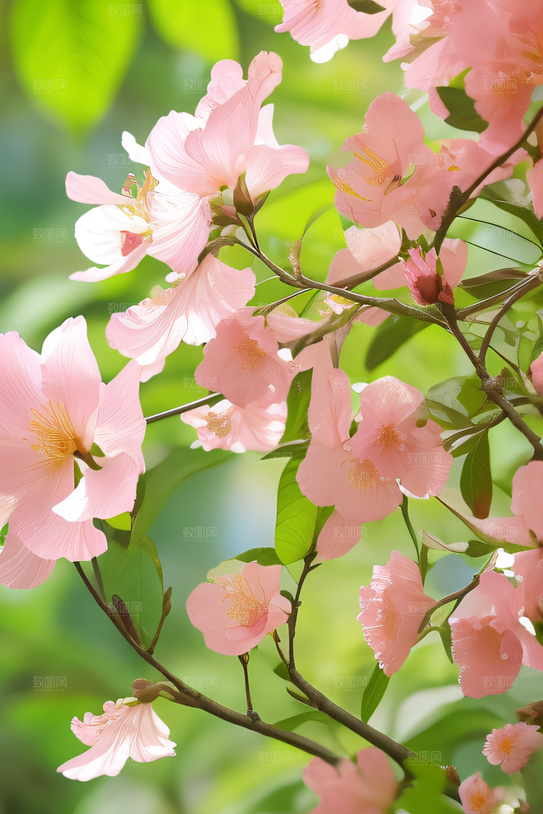 花园之美绚丽花朵与和谐自然