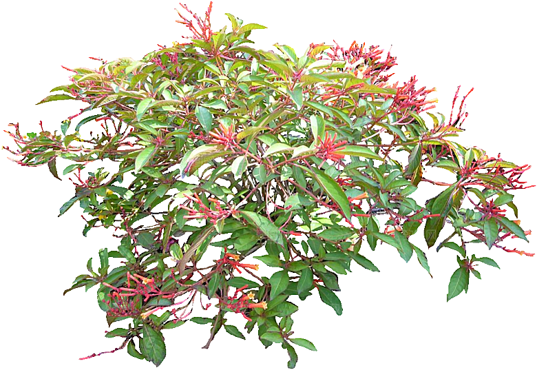 红色希茉莉鲜花素材