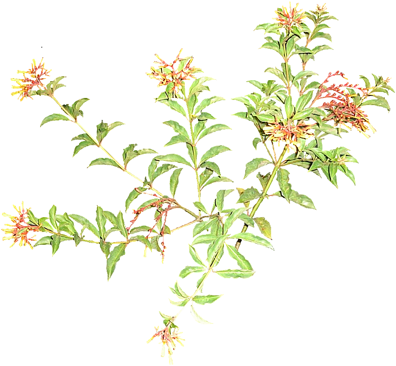红色希茉莉鲜花素材