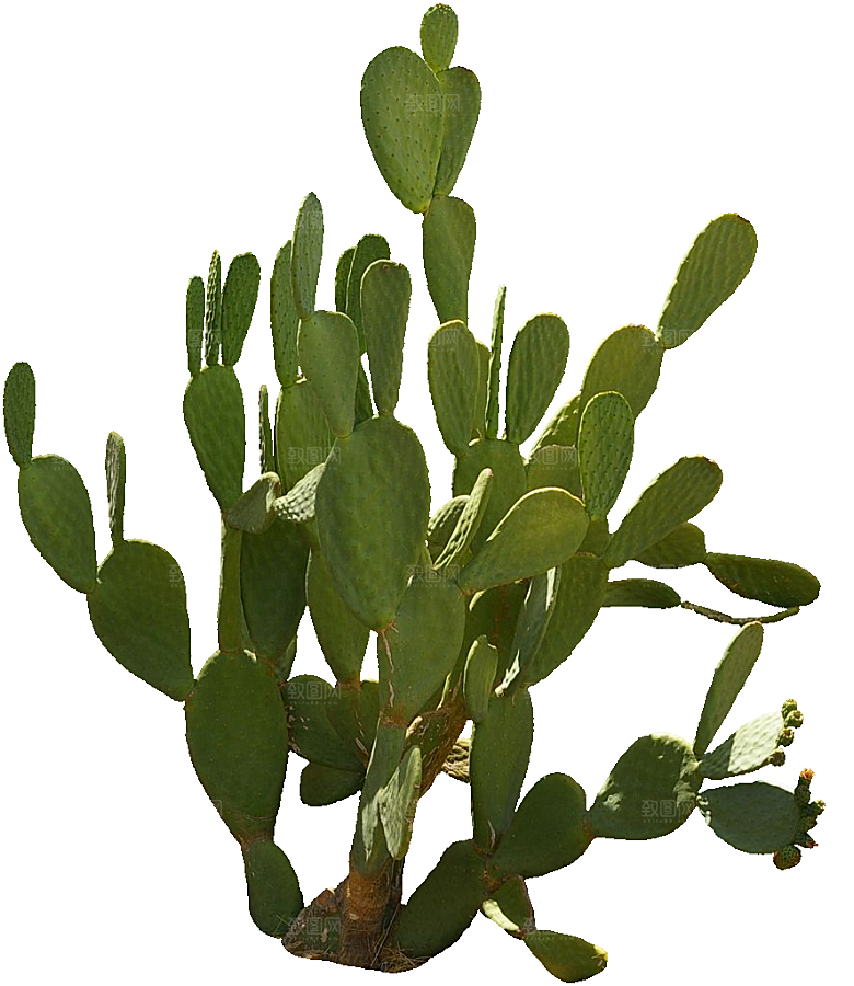 绿植仙人掌png免抠元素