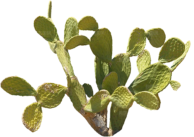 绿植仙人掌png免抠元素