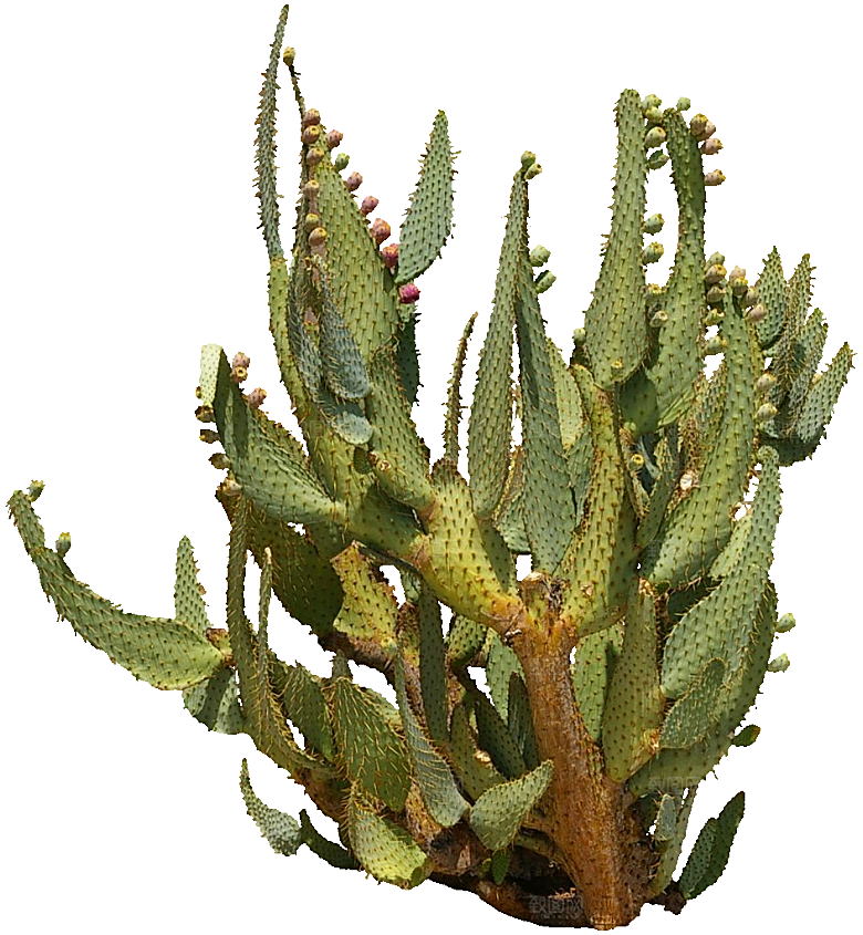绿植仙人掌png免抠元素