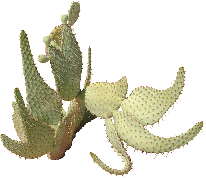 绿植仙人掌png免抠元素