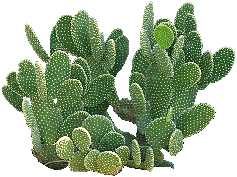 绿植仙人掌png免抠元素