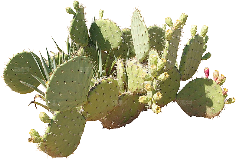 绿植仙人掌png免抠元素