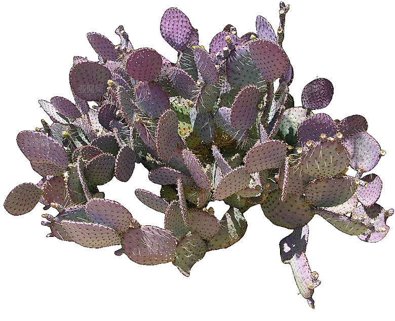 绿植仙人掌png免抠元素