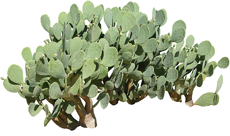 绿植仙人掌png免抠元素