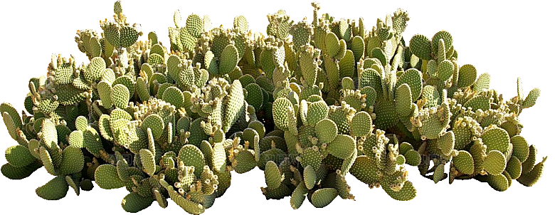绿植仙人掌png免抠元素