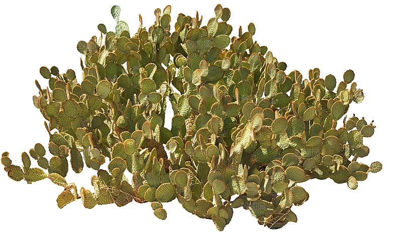 绿植仙人掌png免抠元素