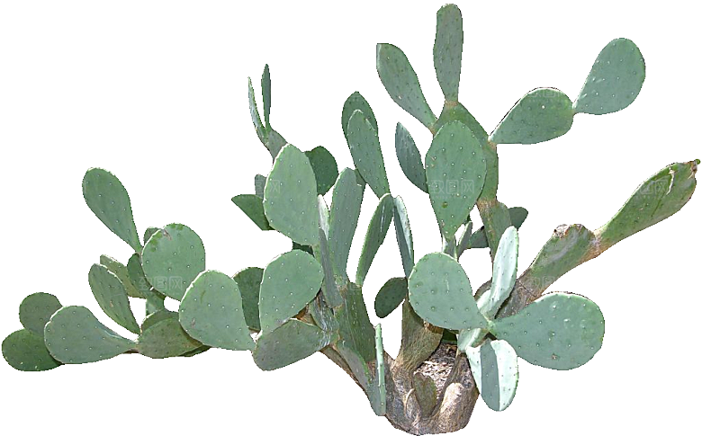 绿植仙人掌png免抠元素