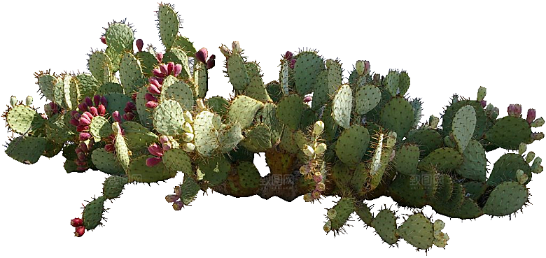绿植仙人掌png免抠元素