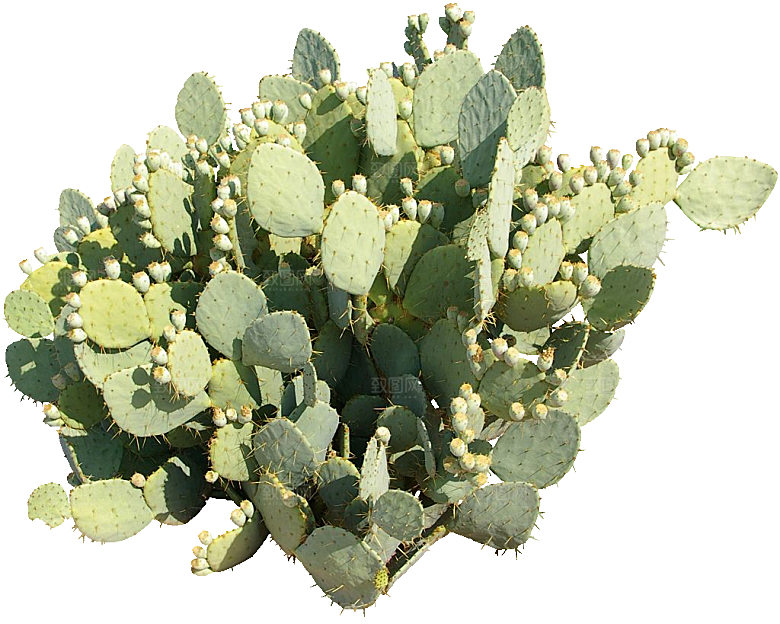 绿植仙人掌png免抠元素