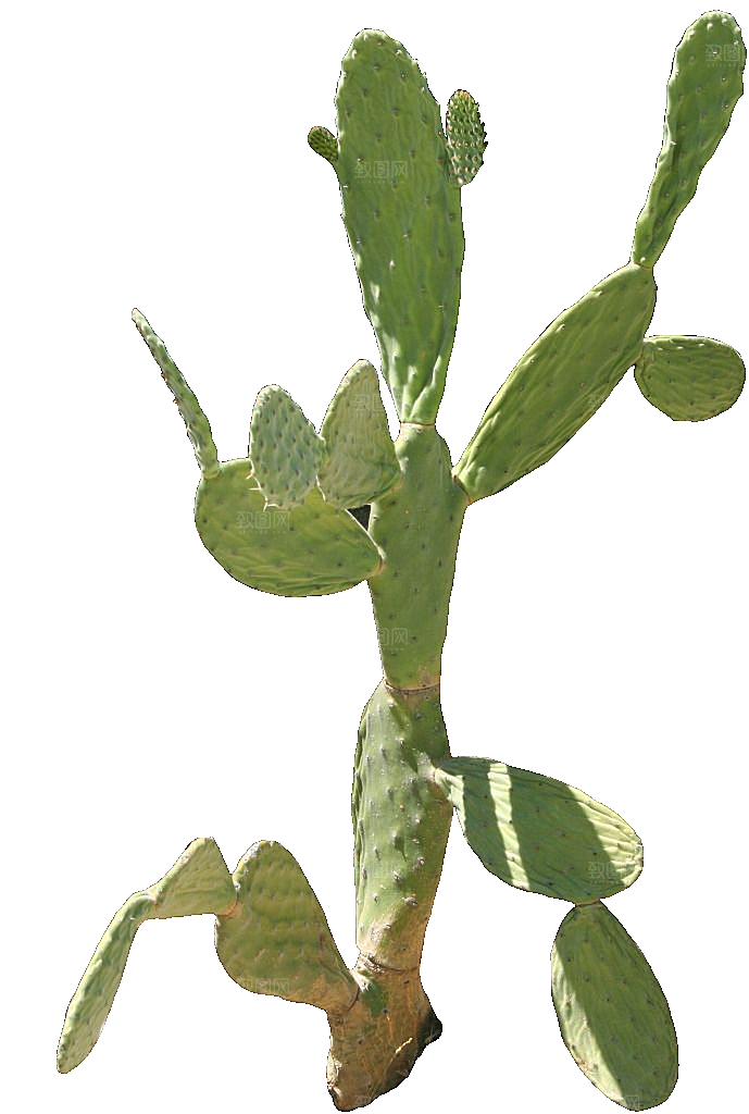 绿植仙人掌png免抠元素