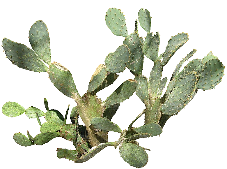 绿植仙人掌png免抠元素
