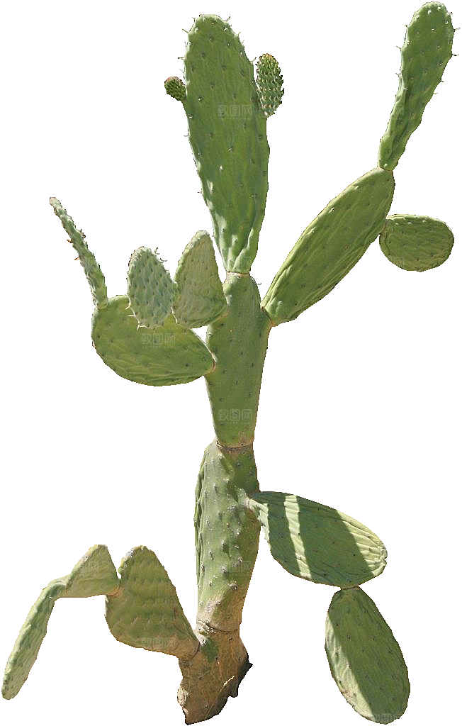 绿植仙人掌png免抠元素
