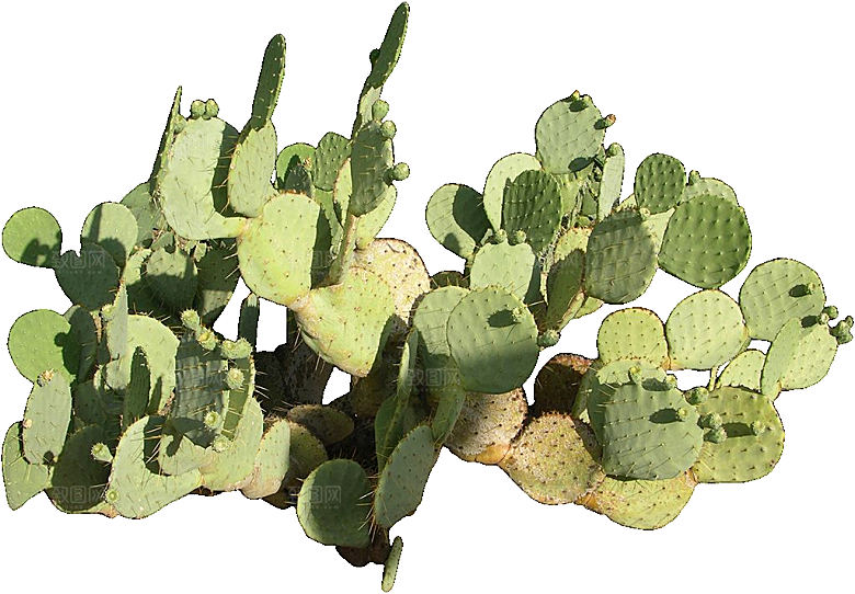 绿植仙人掌png免抠元素