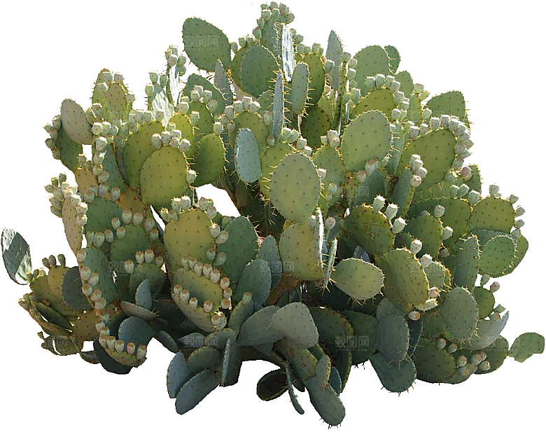 绿植仙人掌png免抠元素