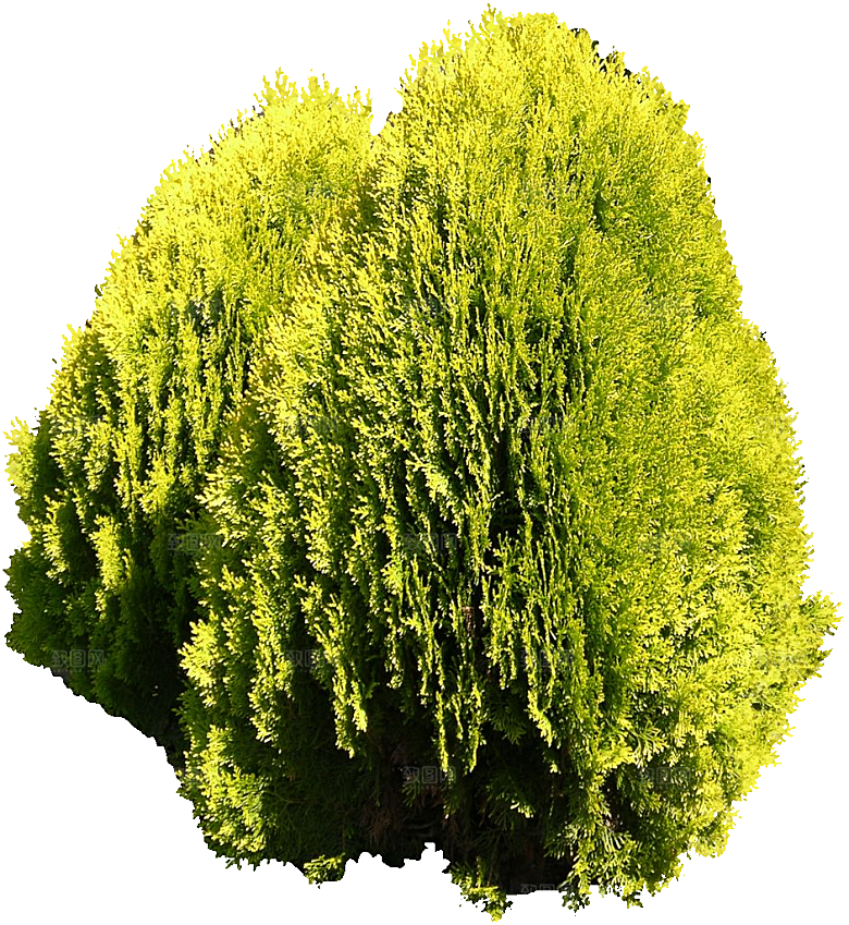 美国香柏树木png