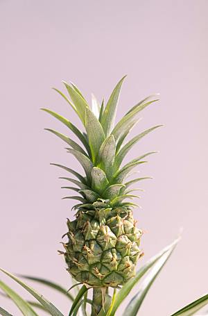 凤梨美食水果摄影