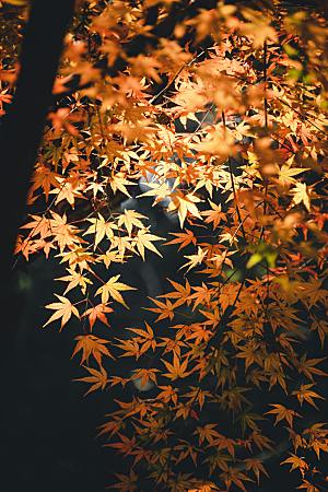 枫叶落叶摄影素材