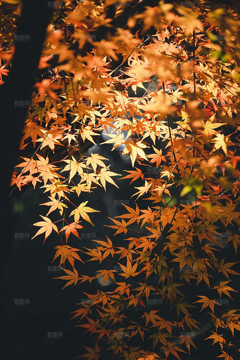 枫叶落叶摄影素材