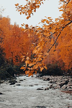 秋天风景枫叶落叶树林摄影